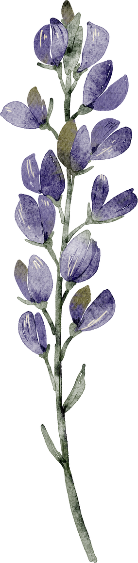 blue flower lupine, watercolor