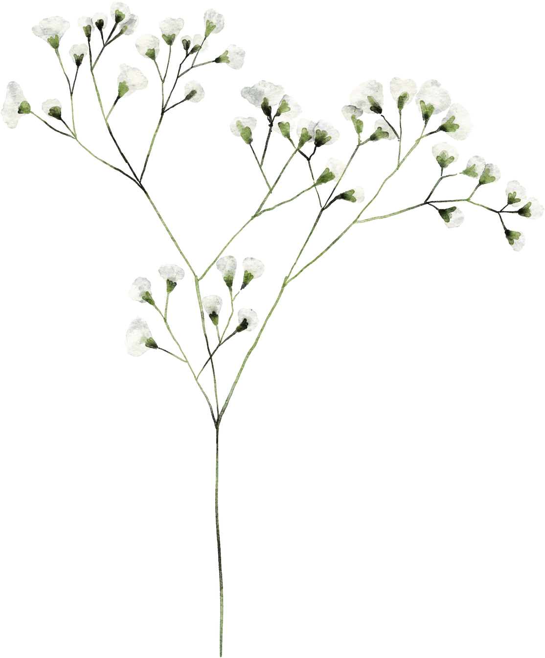 White Baby Breath Flower Watercolor